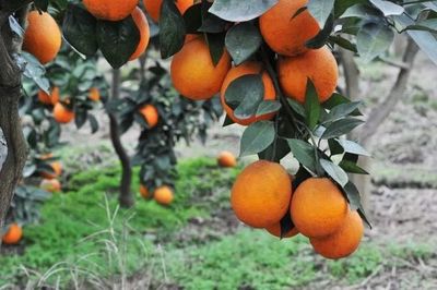 重慶地理標志農(nóng)產(chǎn)品在《源味中國》亮相，四個區(qū)縣風味獨特